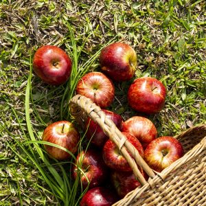 Flavouring Oil - Apple 30ml