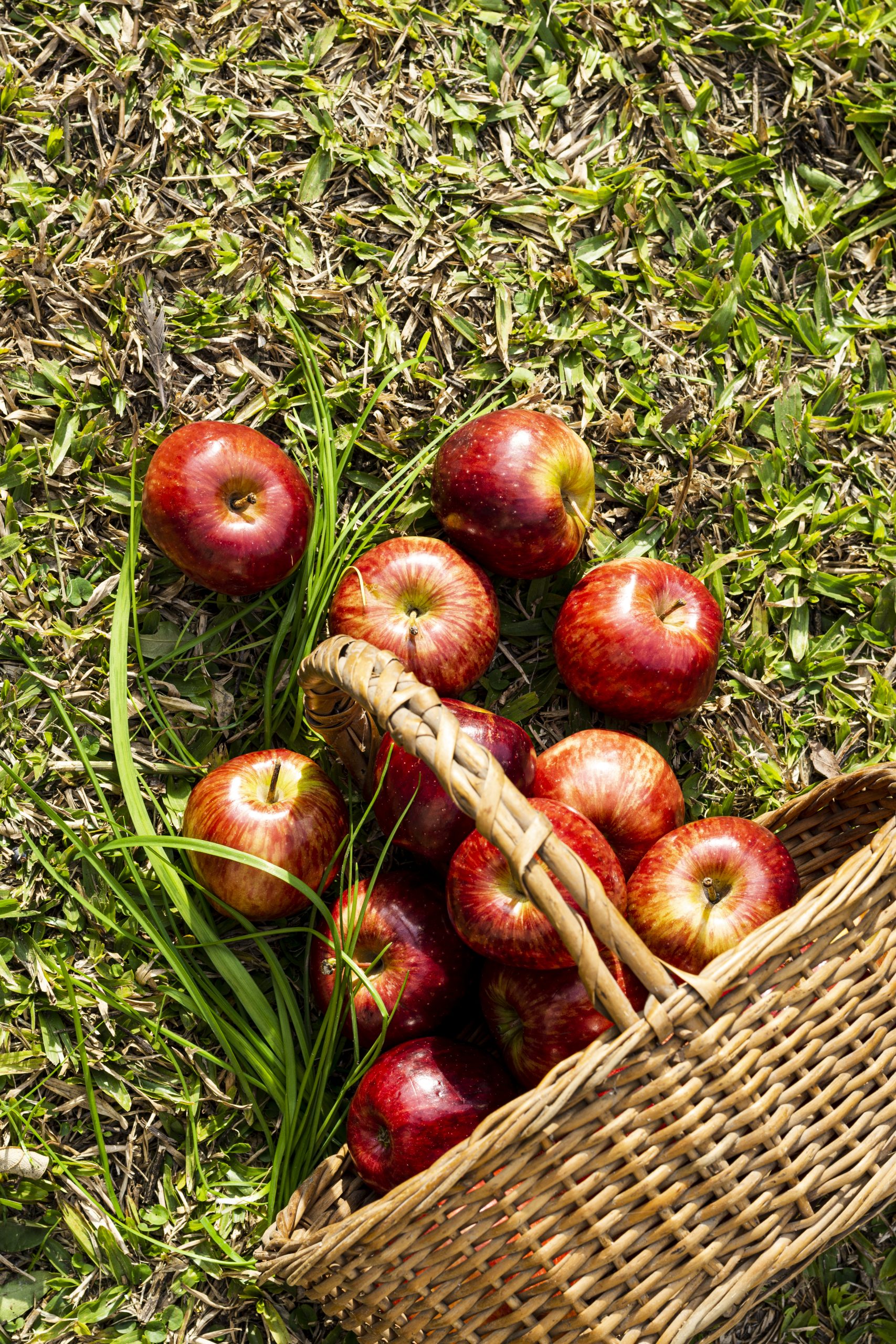 Flavouring Oil - Apple 30ml